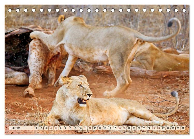 Produktbild: Afrikas L&ouml;wen 2026 (Tischkalender 2026 DIN A5 quer), CALVENDO Monatskalender