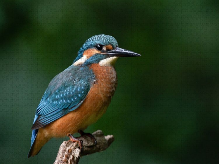 Produktbild: CALVENDO Puzzle In voller Pracht. | 1000 Teile Lege-Gr&ouml;&szlig;e 64x48cm Foto-Puzzle f&uuml;r gl&uuml;ckliche Stunden