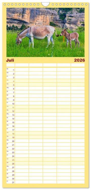 Produktbild: Familienplaner 2026 - Liebenswerte Esel mit 5 Spalten (Wandkalender, 21 x 45 cm) CALVENDO