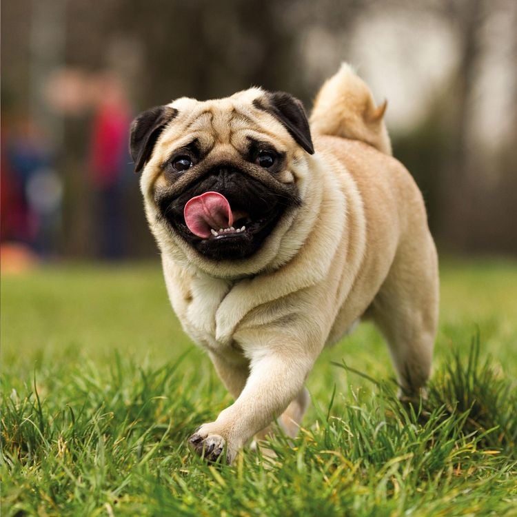 Produktbild: M&ouml;pse / Puglets 2027