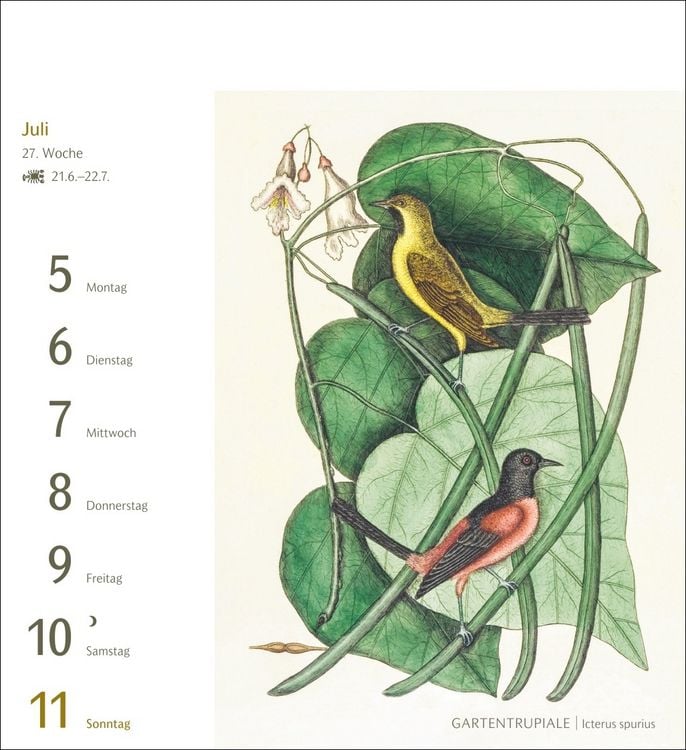 Produktbild: V&ouml;gel Postkartenkalender 2027 - Postkartenkalender mit 53 historischen Zeichnungen