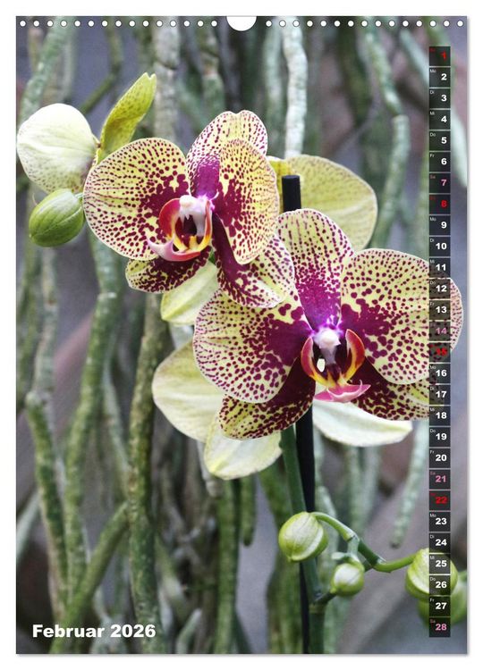 Produktbild: Freude an Orchideen (Wandkalender 2026 DIN A3 hoch), CALVENDO Monatskalender