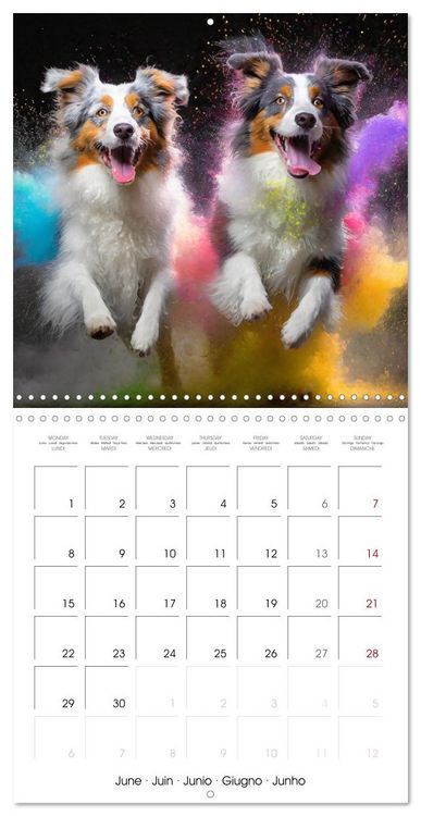 Produktbild: Dynamic Duo - Two Paws, One Leap (Wall Calendar 2026 12 &times; 12 Inch) CALVENDO 12 Month Wall Calendar