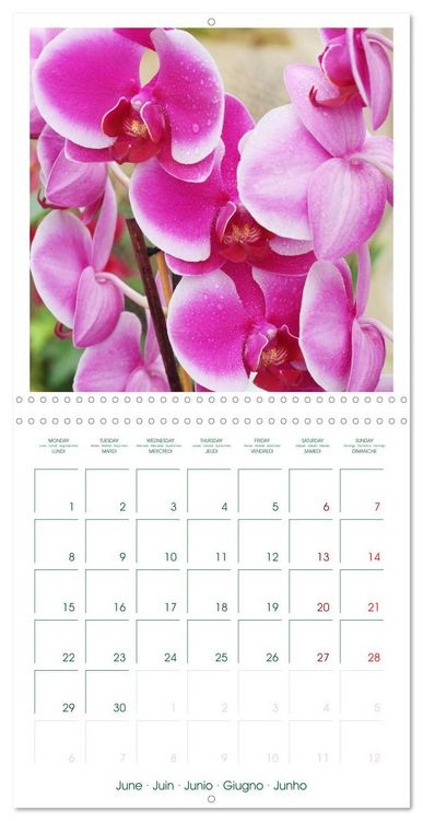 Produktbild: Orchid&eacute;es fantastiques (Calendrier mural carr&eacute; 2026 30x30 cm) Calendrier double avec une page pour vos prises de notes