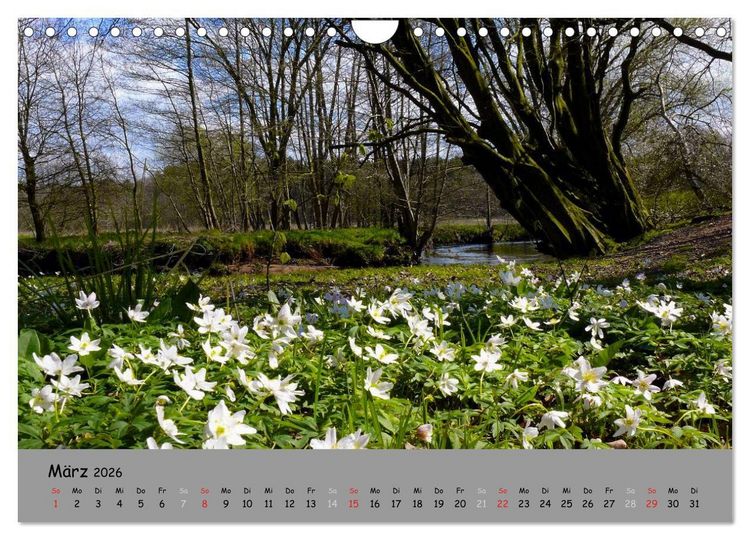 Produktbild: L&uuml;neburger Heide - sch&ouml;n zu jeder Jahreszeit (Wandkalender 2026 DIN A4 quer), CALVENDO Monatskalender