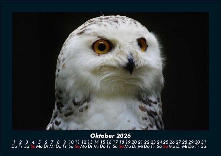 Produktbild: Welt der V&ouml;gel 2026 Fotokalender DIN A5