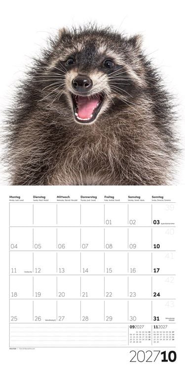 Produktbild: Animals Kalender 2027 - 30x30 - Art12