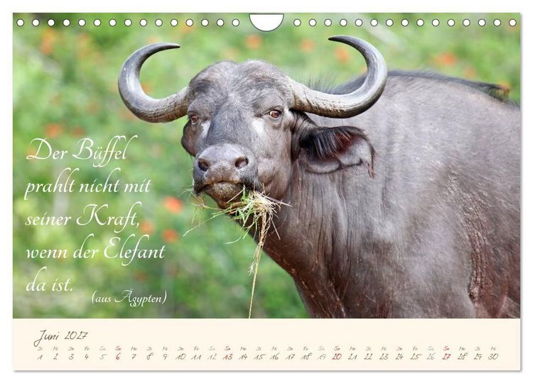 Produktbild: AFRIKA mit einem Hauch von Poesie (Wandkalender 2027 DIN A4 quer), CALVENDO Monatskalender