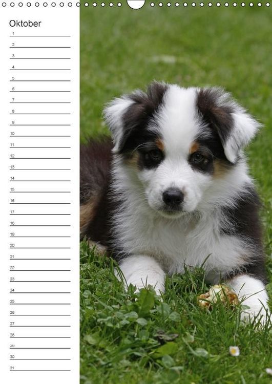 Produktbild: Der Aussie - Geburtstagskalender (Wandkalender immerw&auml;hrend DIN A3 hoch)