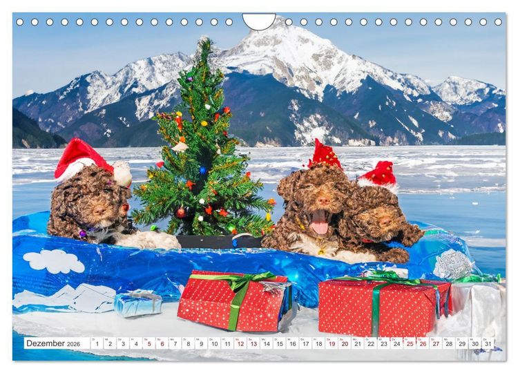 Produktbild: Lagotto Romagnolo Welpen - Sieben kleine Weltentdecker auf gro&szlig;er Fahrt (Wandkalender 2026 DIN A4 quer), CALVENDO Monatskalender