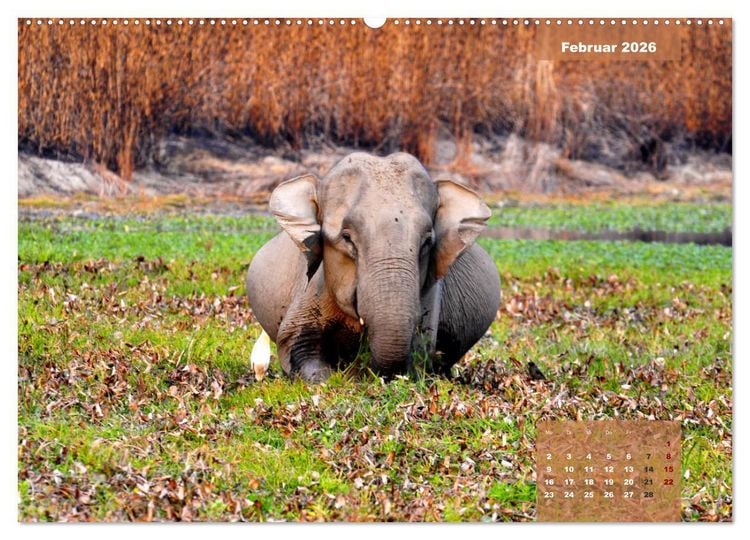 Produktbild: Wilde Tiere Indiens (hochwertiger Premium Wandkalender 2026 DIN A2 quer), Kunstdruck in Hochglanz