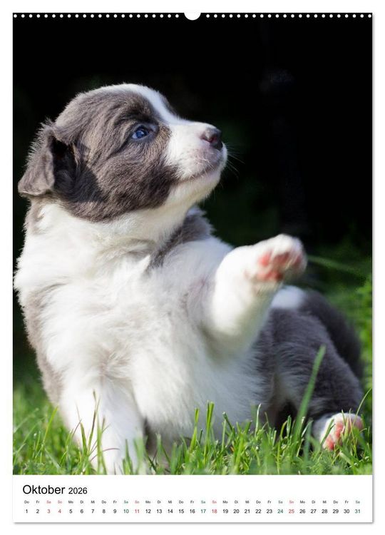 Produktbild: Border Collie Zuckerschnuten (hochwertiger Premium Wandkalender 2026 DIN A2 hoch), Kunstdruck in Hochglanz