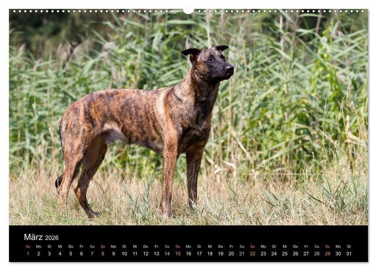 Produktbild: Holl&auml;ndischer Sch&auml;ferhund (hochwertiger Premium Wandkalender 2026 DIN A2 quer), Kunstdruck in Hochglanz