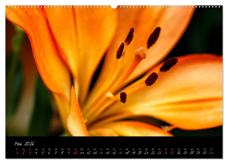 Produktbild: Floral Portraits - Blumen Impression (hochwertiger Premium Wandkalender 2026 DIN A2 quer), Kunstdruck in Hochglanz
