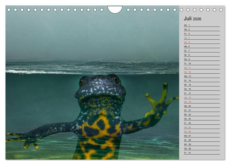 Produktbild: Salamander und Co. (Wandkalender 2026 DIN A4 quer), CALVENDO Monatskalender