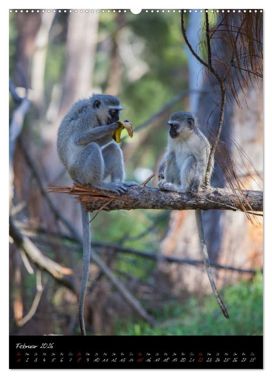Produktbild: S&uuml;dafrika - Sehenswerte Panorama Route (hochwertiger Premium Wandkalender 2026 DIN A2 hoch), Kunstdruck in Hochglanz