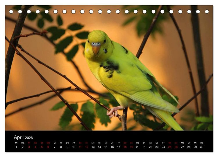 Produktbild: Wellensittichtr&auml;ume - Der neue Wellensittich-Naturkalender (Tischkalender 2026 DIN A5 quer), CALVENDO Monatskalender