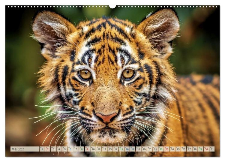 Produktbild: Babys der Wildnis (Wandkalender 2027 DIN A2 quer), CALVENDO Monatskalender