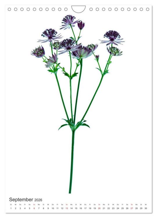 Produktbild: Blumen pur (Wandkalender 2026 DIN A4 hoch), CALVENDO Monatskalender