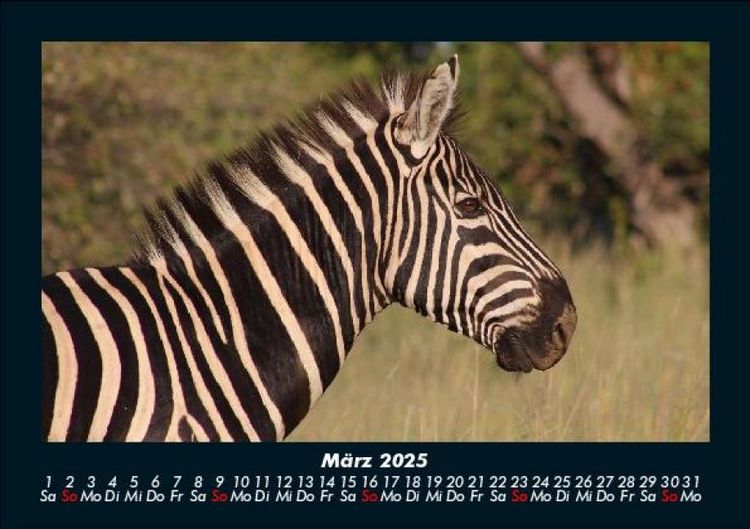 Produktbild: Tierkalender 2025 Fotokalender DIN A5
