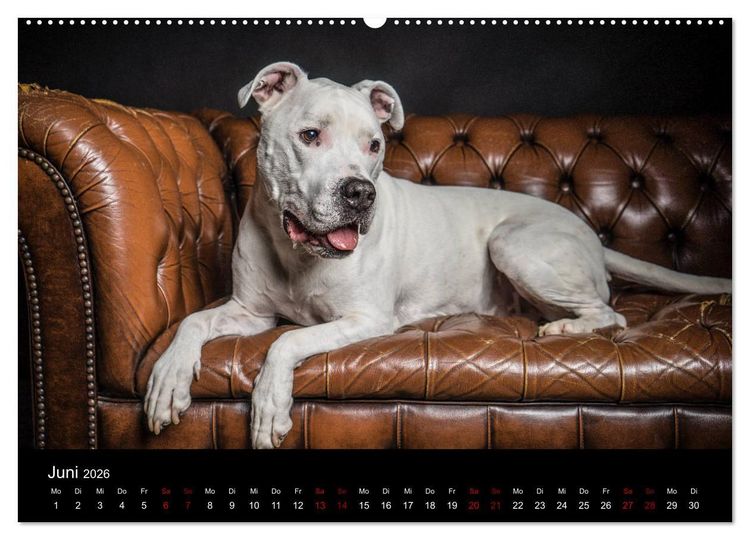 Produktbild: DOGO ARGENTINO (Wandkalender 2026 DIN A2 quer), CALVENDO Monatskalender