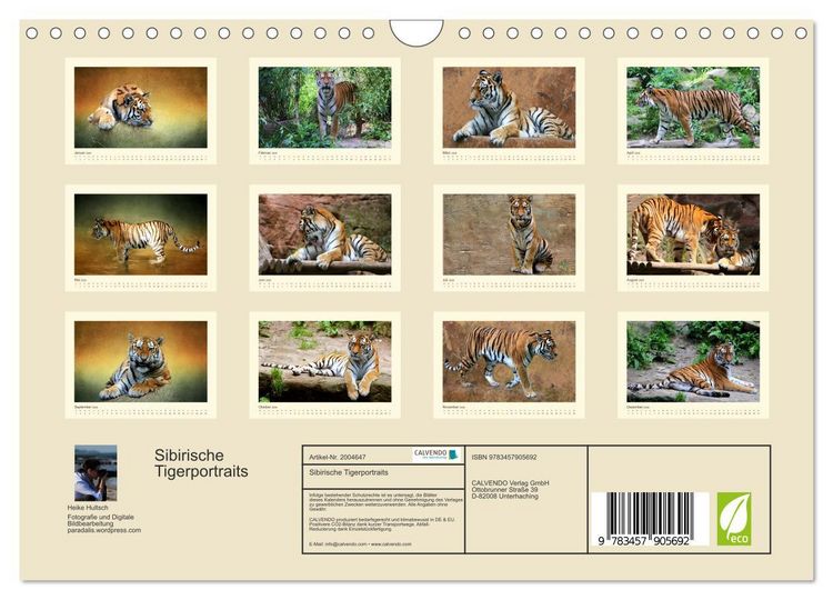 Produktbild: Sibirische Tigerportraits (Wandkalender 2026 DIN A4 quer), CALVENDO Monatskalender