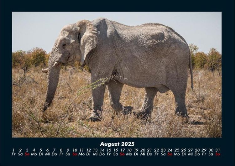 Produktbild: Elefanten 2025 Fotokalender DIN A4