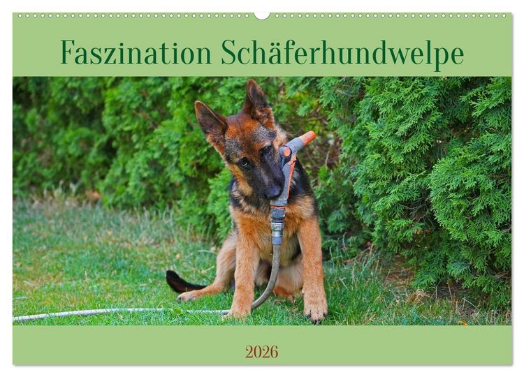 Produktbild: Faszination Sch&auml;ferhundwelpe (Wandkalender 2026 DIN A2 quer), CALVENDO Monatskalender