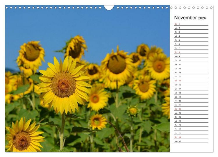Produktbild: Ein Jahr lang Sonnenblumen (Wandkalender 2026 DIN A3 quer), CALVENDO Monatskalender