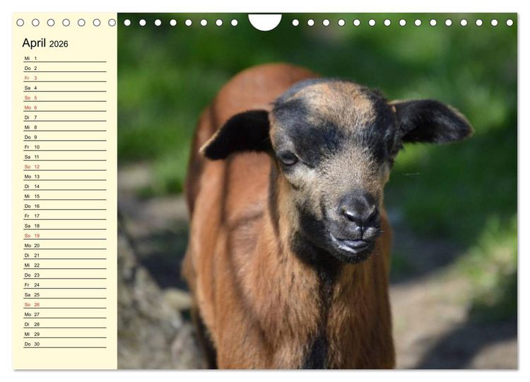 Produktbild: Ziegen. Lustige Ausbruchsk&uuml;nstler (Wandkalender 2026 DIN A4 quer), CALVENDO Monatskalender