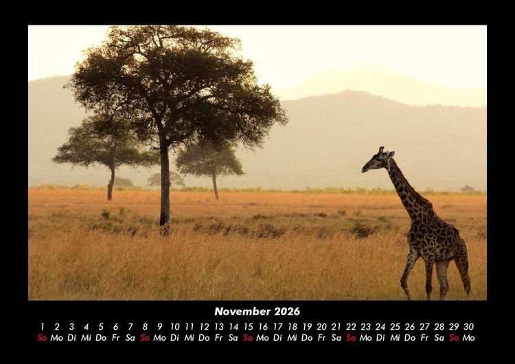 Produktbild: Giraffen 2026 Fotokalender DIN A3