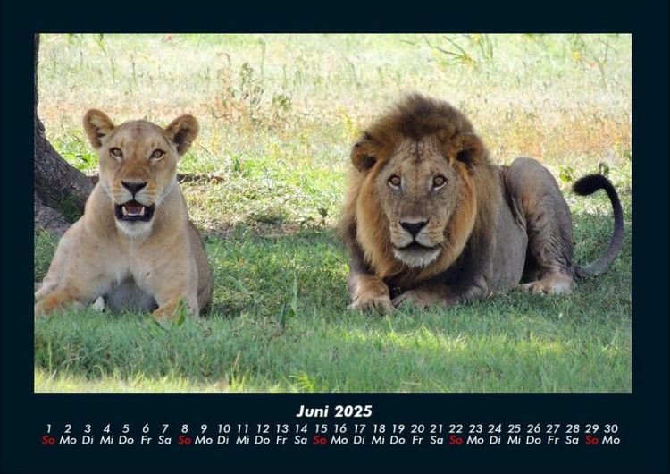 Produktbild: L&ouml;wen in der Wildnis 2025 Fotokalender DIN A4