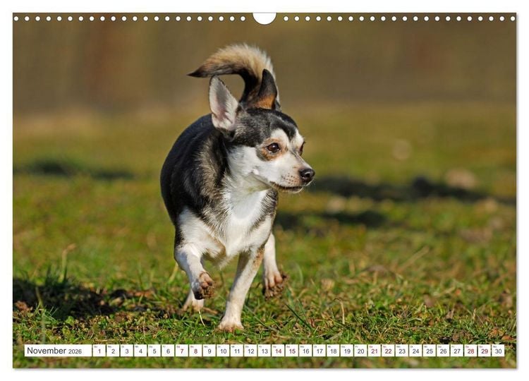 Produktbild: Enegieb&uuml;ndel Chihuahua - Temperament auf vier Pfoten (Wandkalender 2026 DIN A3 quer), CALVENDO Monatskalender