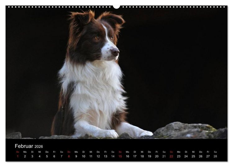 Produktbild: Border Collie 2026 (hochwertiger Premium Wandkalender 2026 DIN A2 quer), Kunstdruck in Hochglanz