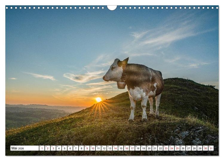 Produktbild: Kuhle Typen (Wandkalender 2026 DIN A3 quer), CALVENDO Monatskalender