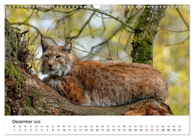 Produktbild: Wilde Tiere unserer Heimat (Wandkalender 2026 DIN A3 quer), CALVENDO Monatskalender