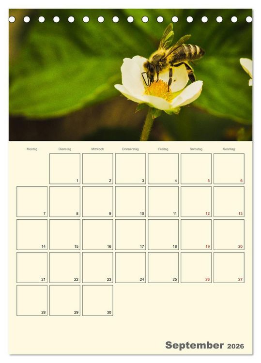 Produktbild: Bienen im Naturgarten (Tischkalender 2026 DIN A5 hoch), CALVENDO Monatskalender