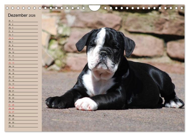 Produktbild: Bulldoggen-Kinder (Wandkalender 2026 DIN A4 quer), CALVENDO Monatskalender