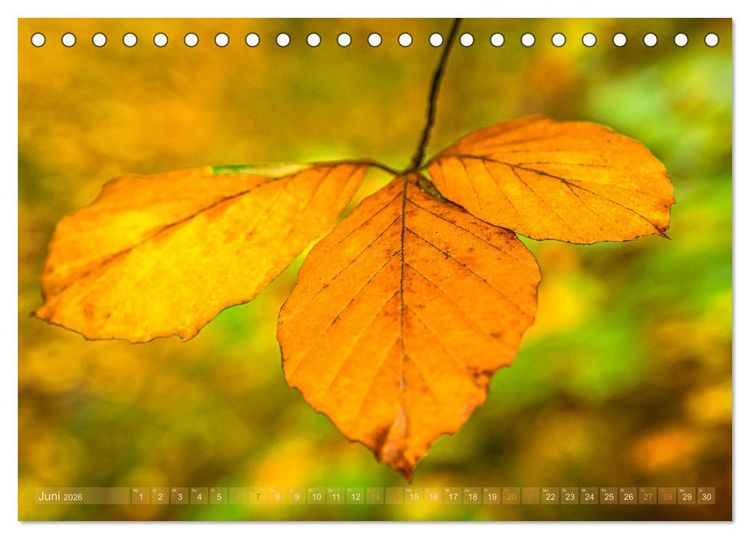 Produktbild: Ber&uuml;hrende Sch&ouml;nheit des Verg&auml;nglichen (Tischkalender 2026 DIN A5 quer), CALVENDO Monatskalender