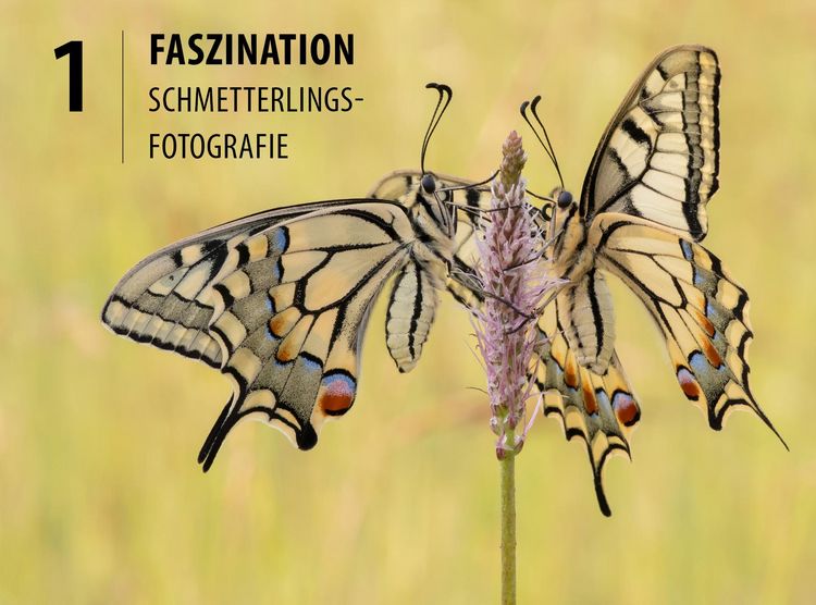 Produktbild: Schmetterlinge - so gelingen faszinierende Fotos