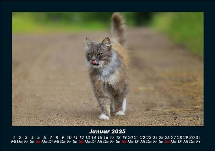 Produktbild: F&uuml;r Katzenfreunde 2025 Fotokalender DIN A5