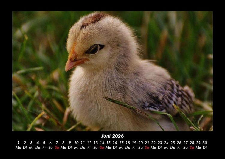 Produktbild: Welt der V&ouml;gel 2026 Fotokalender DIN A3
