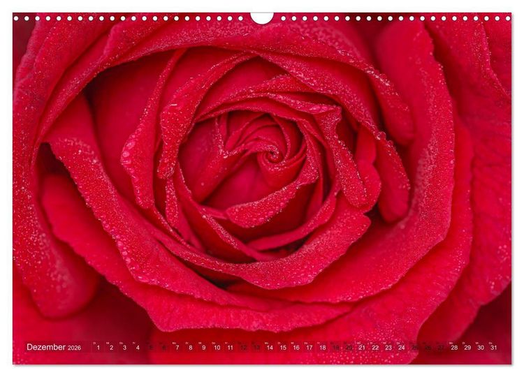 Produktbild: Rosen im Morgentau (Wandkalender 2026 DIN A3 quer), CALVENDO Monatskalender