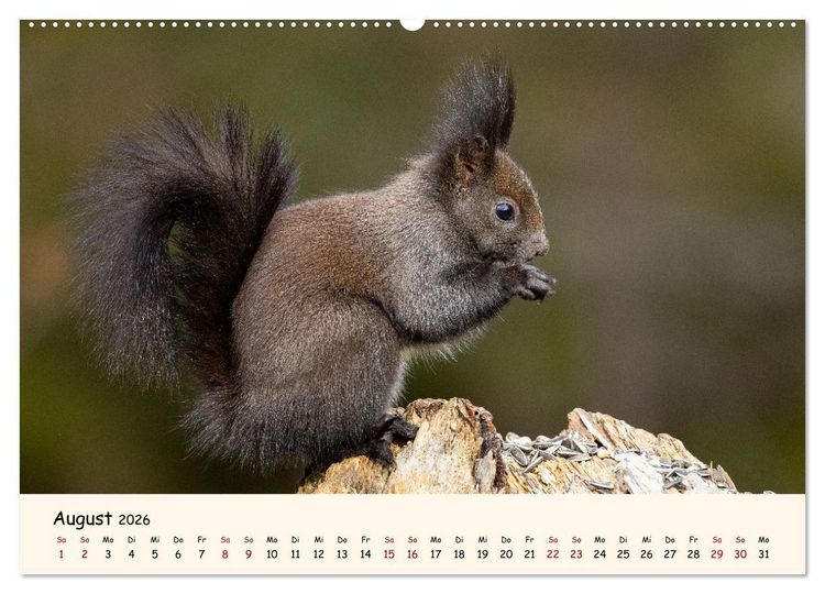 Produktbild: Oachkatzl (Wandkalender 2026 DIN A2 quer), CALVENDO Monatskalender