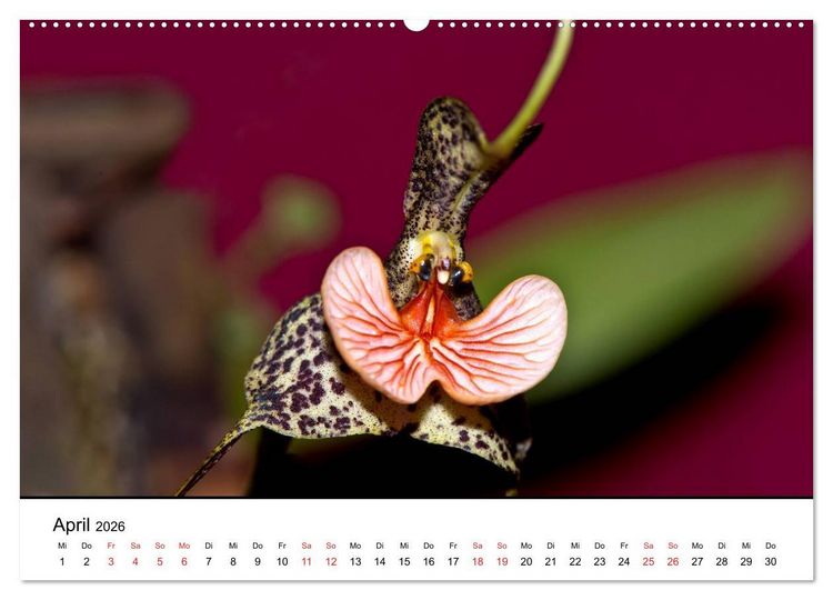 Produktbild: Vielfalt der Orchideen (Wandkalender 2026 DIN A2 quer), CALVENDO Monatskalender