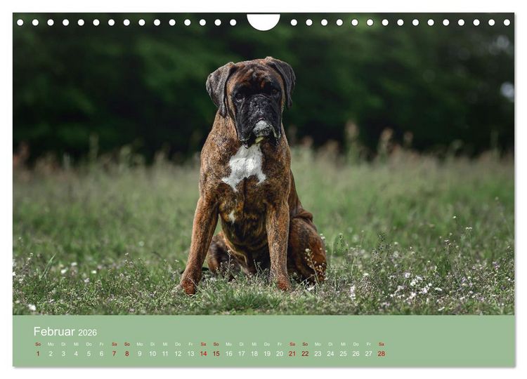 Produktbild: Fantastische Boxer - Sieger der Herzen (Wandkalender 2026 DIN A4 quer), CALVENDO Monatskalender