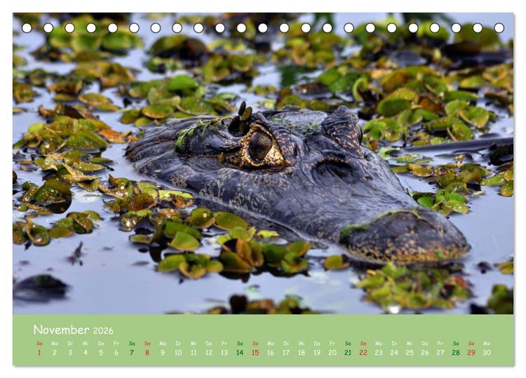 Produktbild: Am Amazonas (Tischkalender 2026 DIN A5 quer), CALVENDO Monatskalender