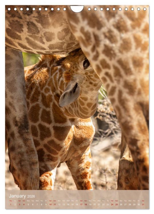 Produktbild: Giraffe Tales (Wall Calendar 2026 DIN A4 portrait), CALVENDO 12 Month Wall Calendar