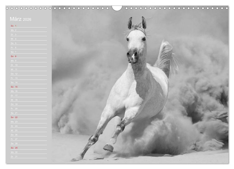 Produktbild: Arabische Pferde (Wandkalender 2026 DIN A3 quer), CALVENDO Monatskalender