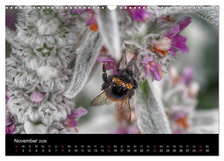 Produktbild: Hummelflug (Wandkalender 2026 DIN A3 quer), CALVENDO Monatskalender